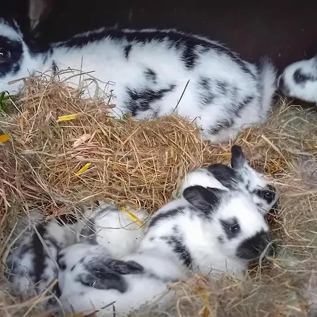 Apartment Waldacher Hof *