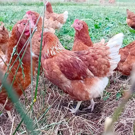 Waldacher Hof Apartment Waldachtal