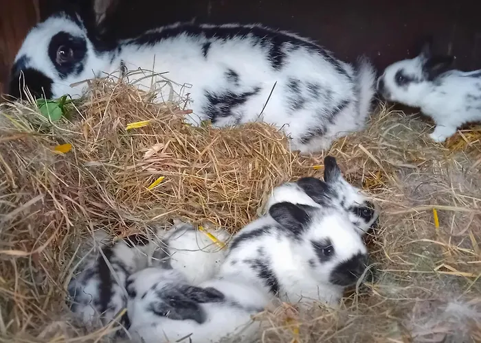 Apartman Waldacher Hof *