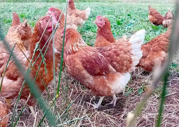 Waldacher Hof Apartman Waldachtal