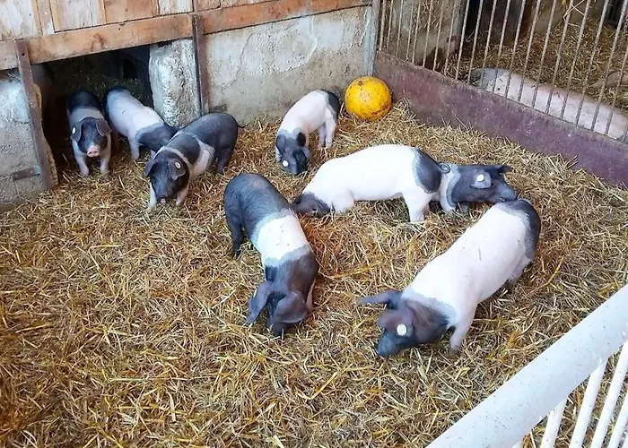 Waldacher Hof Apartman *